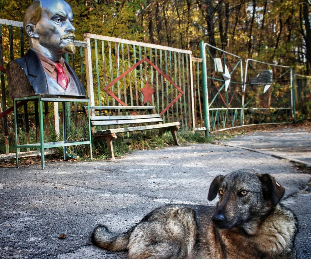 Psy mutanty z Czarnobyla. Naukowcy odkryli zaskakujące zmiany w DNA zwierząt