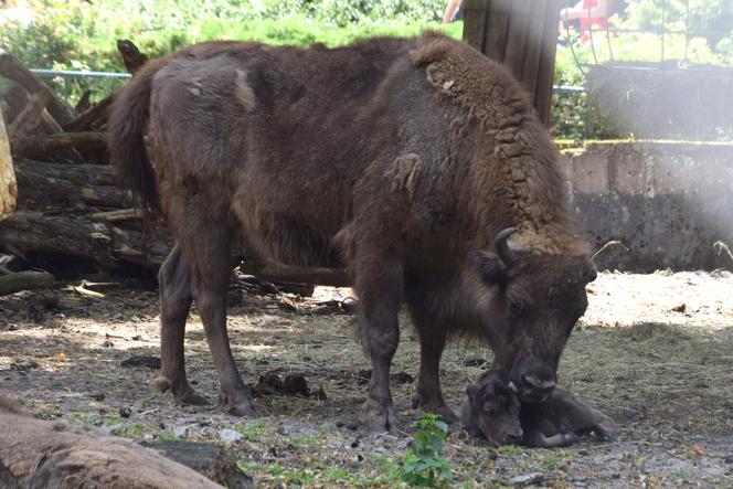 Narodziny w poznańskim Zoo! Na świat przyszły pelikany i żubr!