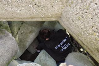 Pies uwieziony na falochronie.