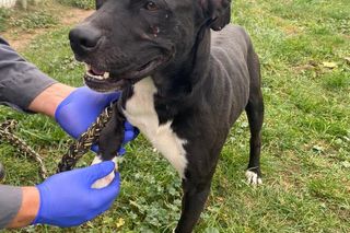 Psy przywiezione z powodzi do schroniska w Henrykowie koło Leszna ciagle czekają na adopcję