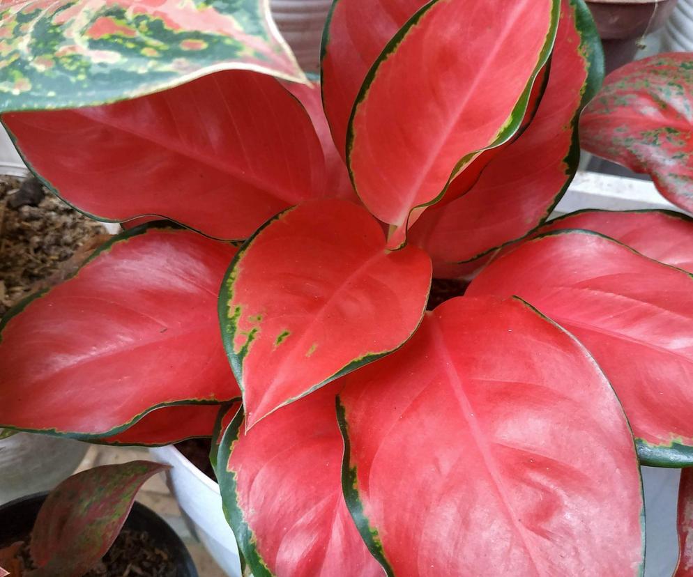 Aglaonema 'Pink Star' 