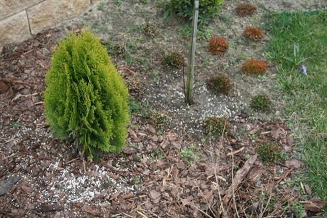 Nawożenie wiosną. Kompostem, korą drzew, nawozami mineralnymi, a może torfem?