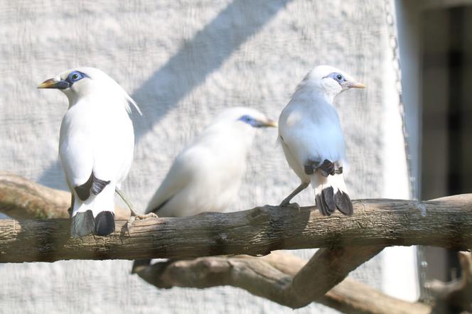 Gdańsk: W zoo na świat przyszły szpaki balijskie! Ale słodziaki