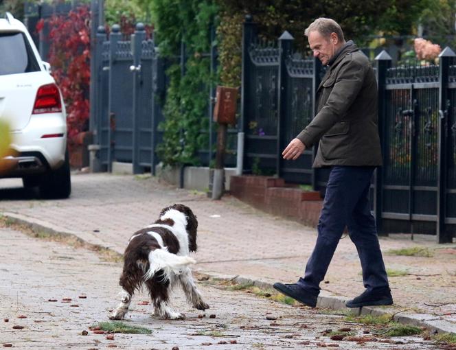 Donald Tusk na spacerze z Portosem