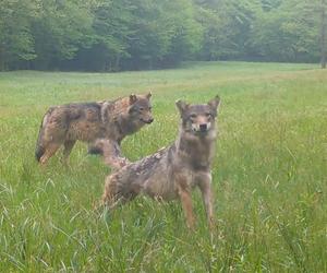 Sekretne życie wilków z Roztocza. Podejrzyj, jak pilnują młodych [WIDEO]