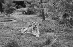 Orientarium Zoo Łódź. Nie żyje lwica Tycia. W tym roku skończyłaby 20 lat [ZDJĘCIA]. 