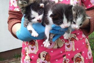 Kotki z Francji do Polski