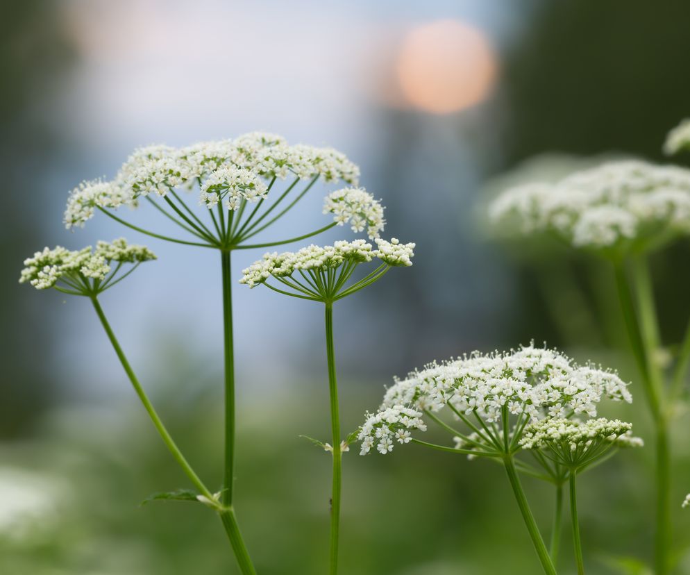 Podagrycznik - właściwości lecznicze i zastosowanie