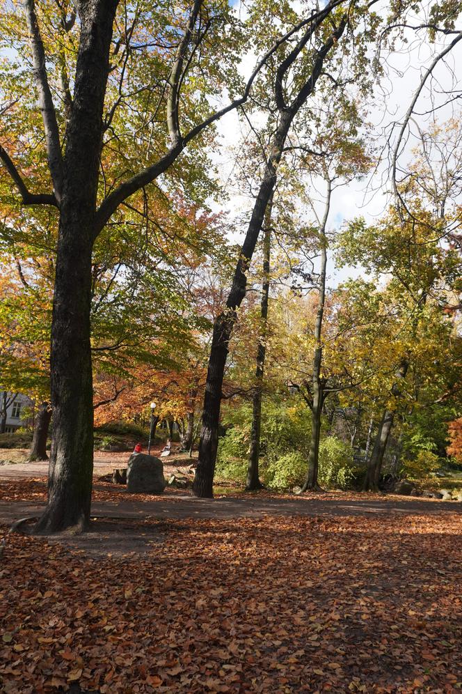 Park Wilsona jesienią