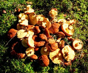 Prawdziwe skarby jesieni. Listopad to idealny czas na grzyby w Świętokrzyskiem? [Zdjęcia Waszych zbiorów]