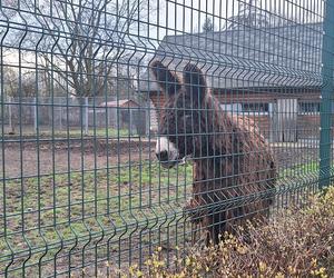 Chorzowskie zoo budzi się do życia ZDJĘCIA