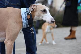 Na tym spacerze rządziły charty! Tak Lubelska Chartoterapia zagrała dla WOŚP