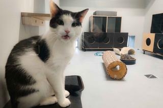 Podopieczni szczecińskiego schroniska już w nowym miejscu