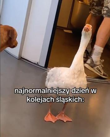 Gęś w pociągu Kolei Śląskich i na dworcu w Katowicach