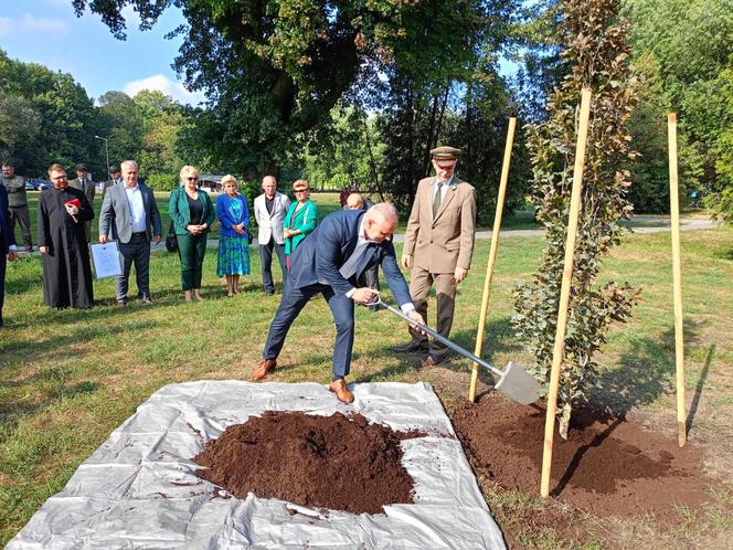 Trzy młode buki purpurowe na Skwerze Leśników Polskich wspólnie zasadzili pracownicy Nadleśnictwa Siedlce i Lasów Państwowych, władze miasta Siedlce i radni.