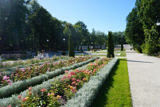 Ogród Rożany w Białymstoku w pełnym rozkwicie