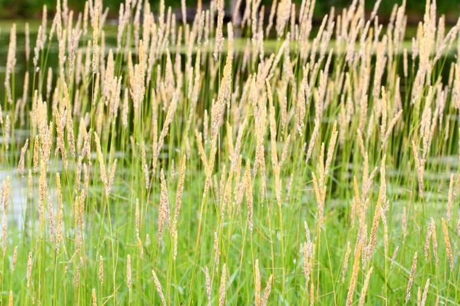 Mozga trzcinowata - Phalaris arundinacea