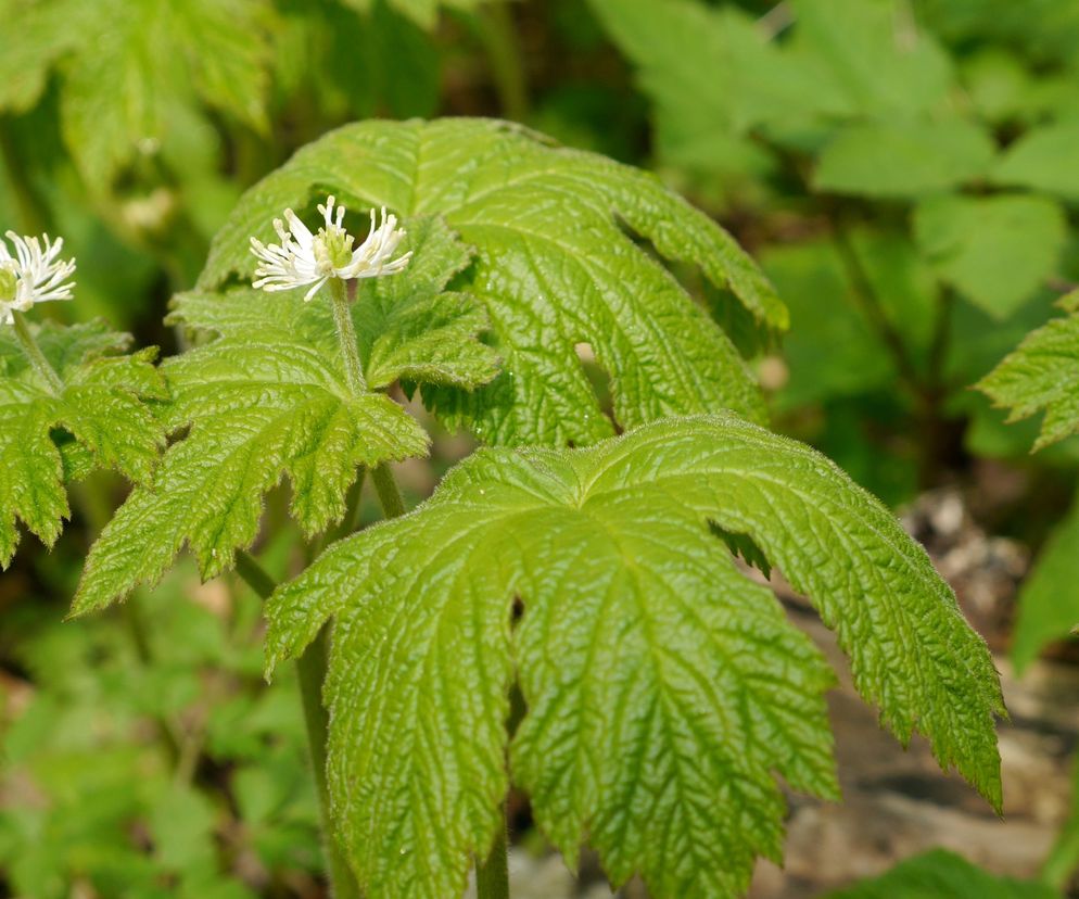 Herbatka z gorzknika kanadyjskiego pomoże przy grypie i przeziębieniu.