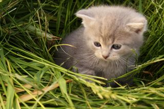 Światowy Dzień Kota