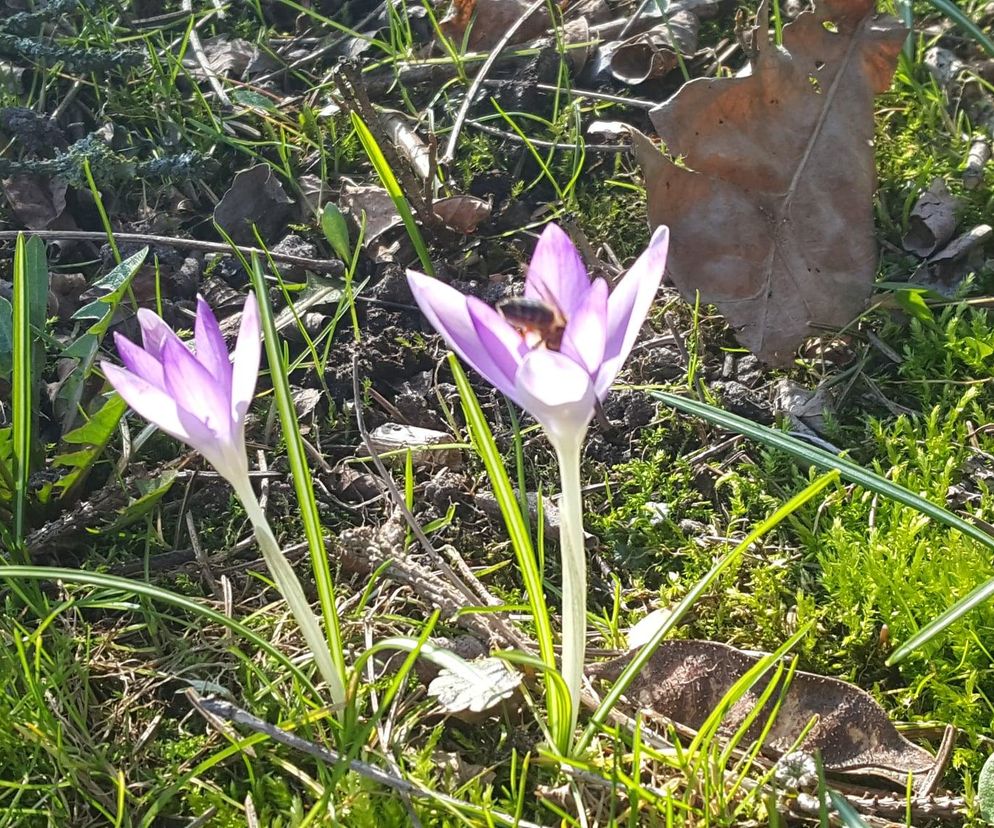 Pogoda na weekend wielkanocny w Szczecinie. 3-5 kwietnia 2026. Jaka czeka nas aura?