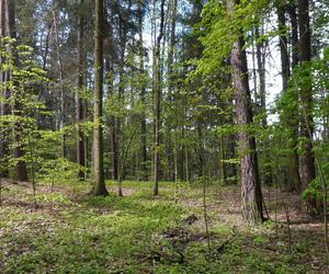 Leży w pobliżu centrum Olsztyna i wygląda bajecznie wiosną. Zobacz piękny rezerwat Mszar [ZDJĘCIA]