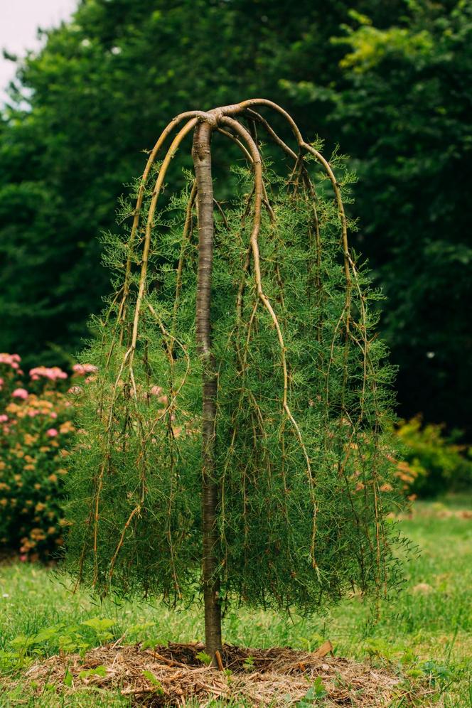 Karagana syberyjska 'Pendula'