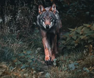 Wilki zjadły człowieka? Śmierć Józefa M. z Makowej pozostanie tajemnicą 