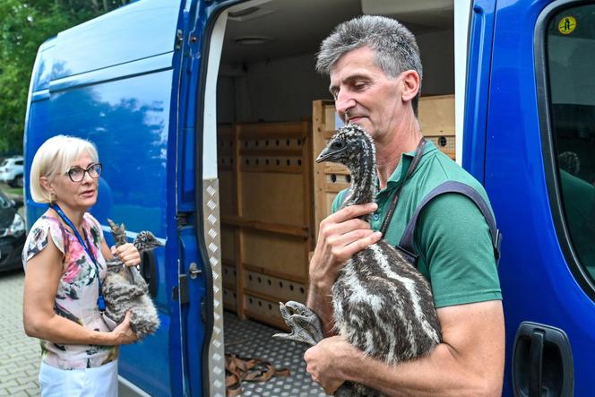 Pisklęta emu zamieszkają w poznańskim ZOO 