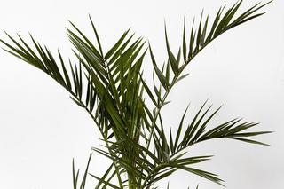Daktylowiec kanaryjski (palma królewska) - Phoenix canariensis
