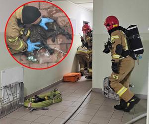 Bohaterscy strażacy weszli w ogień, żeby ratować kota. Mieszkańcy mieli łzy w oczach