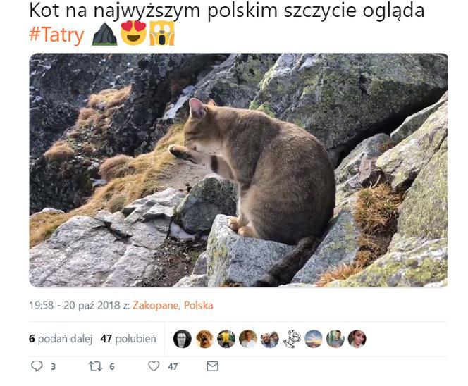 Kot Turysta - niezwykły zwierzak znaleziony na Rysach. Co tam robił? 