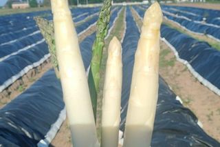 Rolnik spod Bydgoszczy sprzedaje szparagi tylko prosto z pola. Ludzie wracają dla smaku i jakości, nie dla ceny