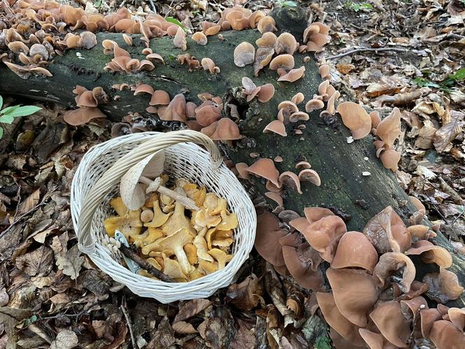 Grzybowe eldorado po deszczu na Dolnym Śląsku.  Są kolorowe borowiki i mnóstwo kurek 