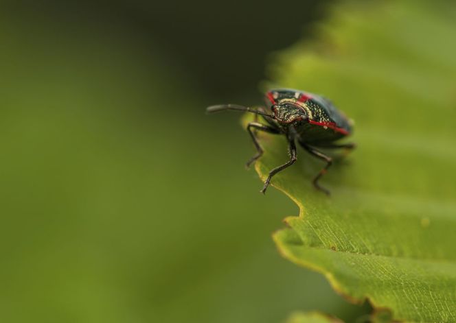 Warzywnica kapustna - groźny szkodnik kapusty. Jak zwalczać warzywnicę kapustną? 