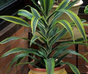 Dracena