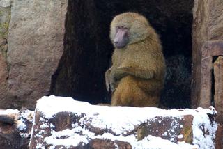 Zwierzęta we wrocławskim zoo zimą