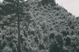 To będzie nowa perła Podkarpacia? Chcą odsłonić ruiny zamku Sobień