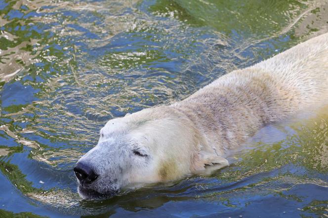 Niedźwiedzie polarne z Warszawskiego ZOO