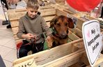 Akcja adopcyjna Fundacji Dobre Ludki w Grudziądzu