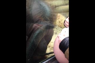 Orangutan dojrzał kobietę w ciąży. Zobacz jego niesamowitą reakcję! [WIDEO]