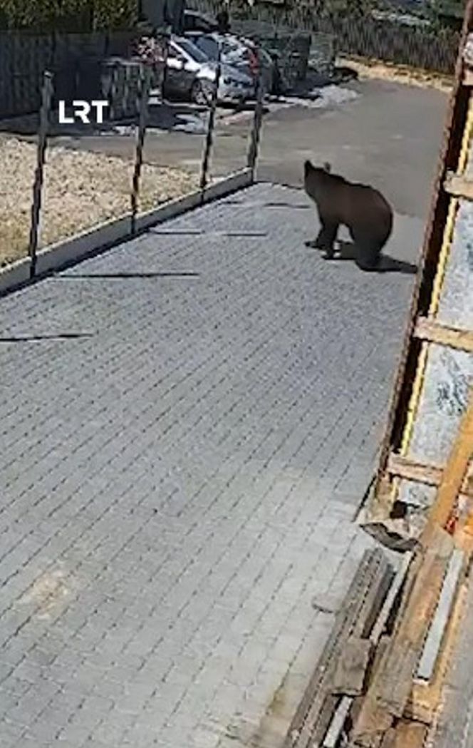 Niedźwiedź w Wilnie