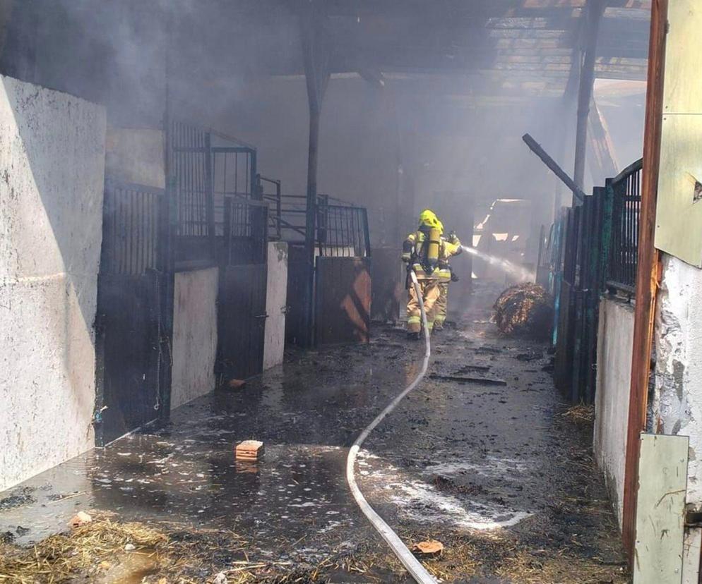 Pożar stadniny koni w Bronkowie pod Krosnem Odrzańskim 