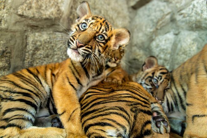 Niesamowite narodziny we wrocławskim zoo. Na świat przyszły cztery tygrysy sumatrzańskie 