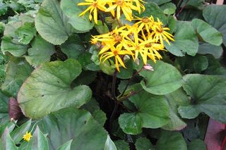 Języczka pomarańczowa - Ligularia dentata