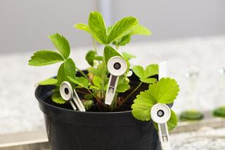 Badacze ZUT szczepią truskawki