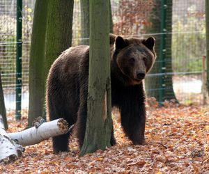 Uratowany przed piekłem, dziś walczy z bólem. Historia Borysa poruszyła tysiące serc