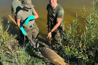 Kryzys ekologiczny na Śląsku. Odłowiono już 25 ton śniętych ryb. Rozpoczęto eksperyment badawczy
