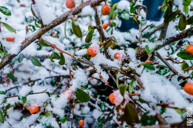 Zima KONTRATAKUJE w Toruniu! Śnieg i nawet -6 stopni mrozu!