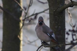 Trwa zimowe dokarmianie ptaków na terenie parków i skwerów w Białymstoku [ZDJĘCIA]