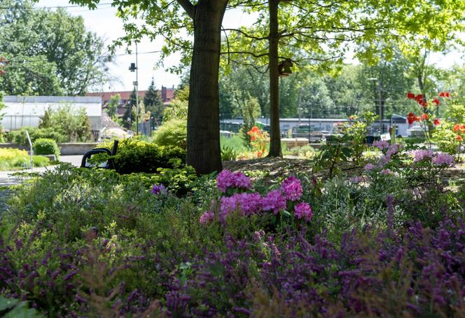 Miniarboretum powstało w Bytomiu. Miasto zaprasza uczniów i przedszkolaków